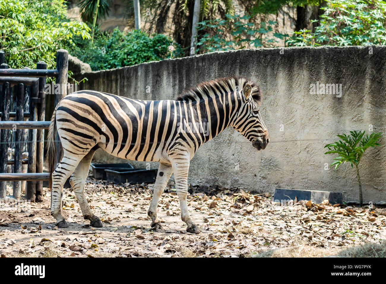 Zebra in the zoo. In the park in nature. Zoo animals concept Stock Photo -  Alamy