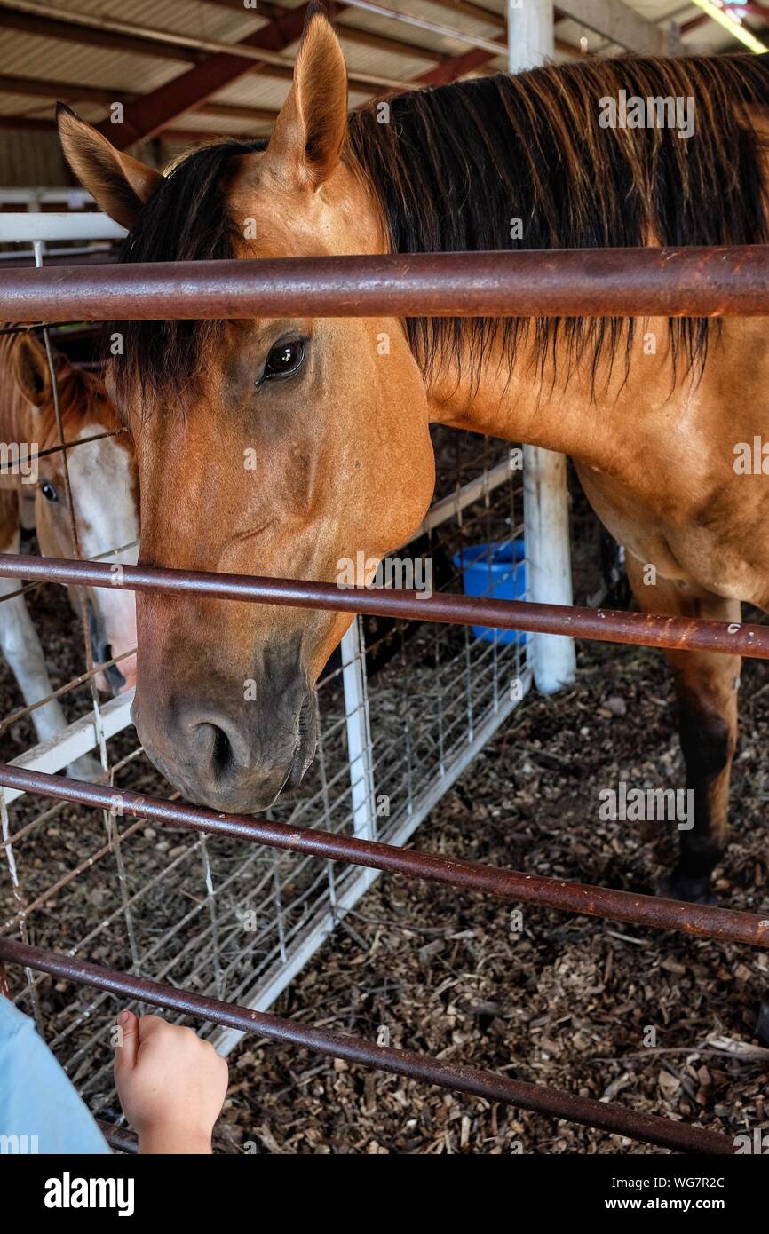 Hand and horse hi-res stock photography and images - Alamy