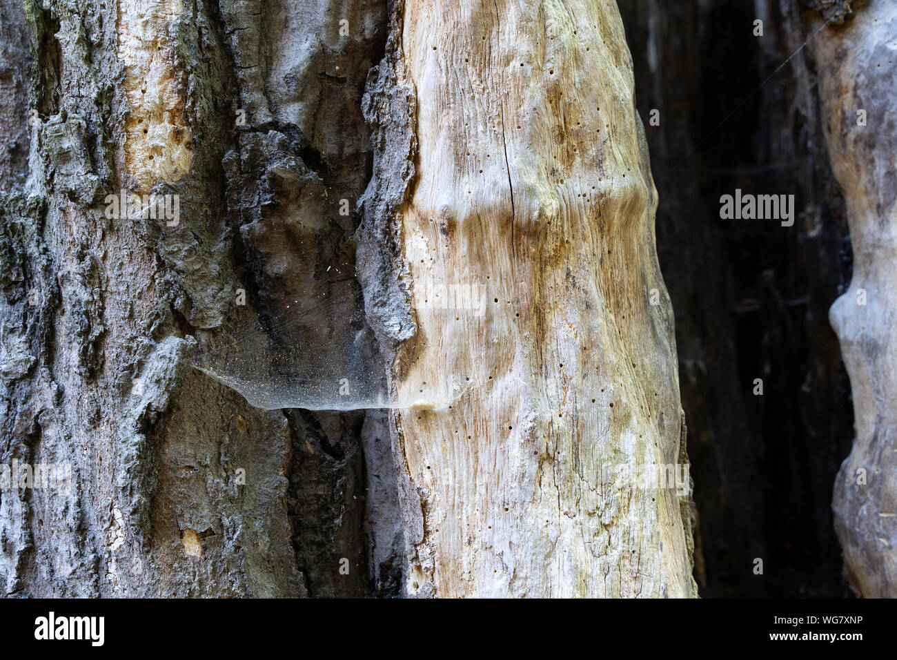 A detail of an old left to rot tree trunk. The tree died a long time ...