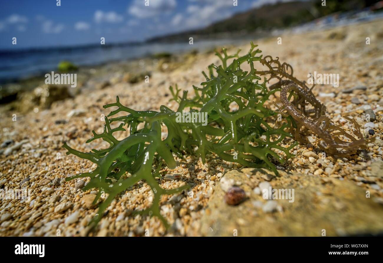 Macro Shot Of Green Seaweed On Beach Stock Photo