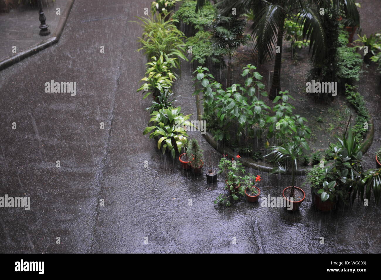 Rain on potted plants hires stock photography and images Alamy
