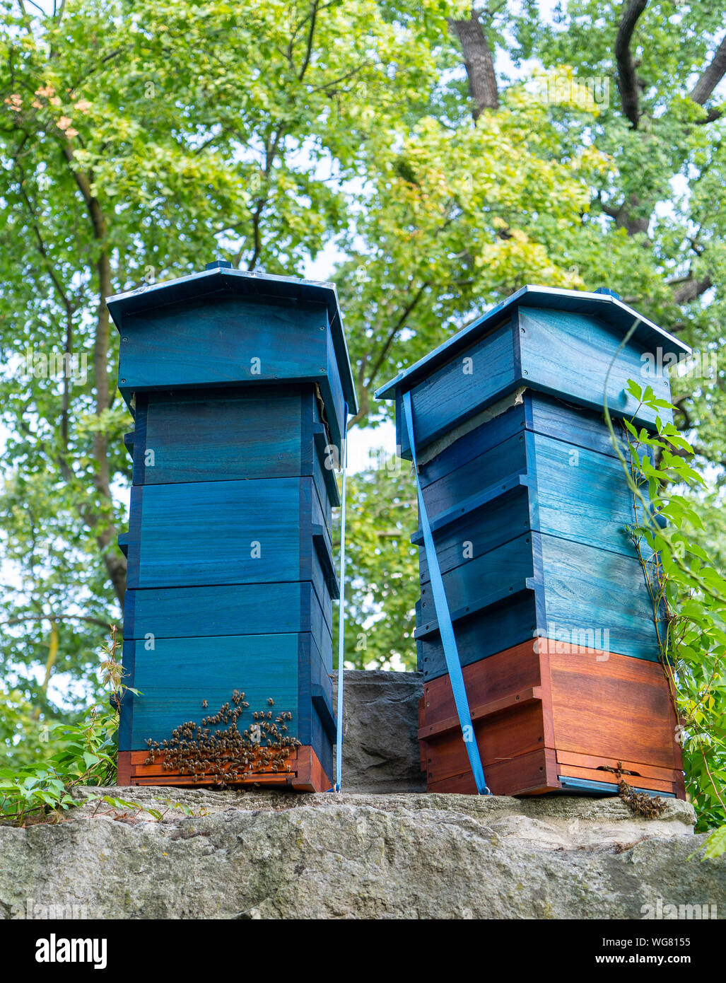 Two beehives (blue and brown) standing on top a stone structure with bees buzzing busily on their front doors. Trees are in the background. Stock Photo