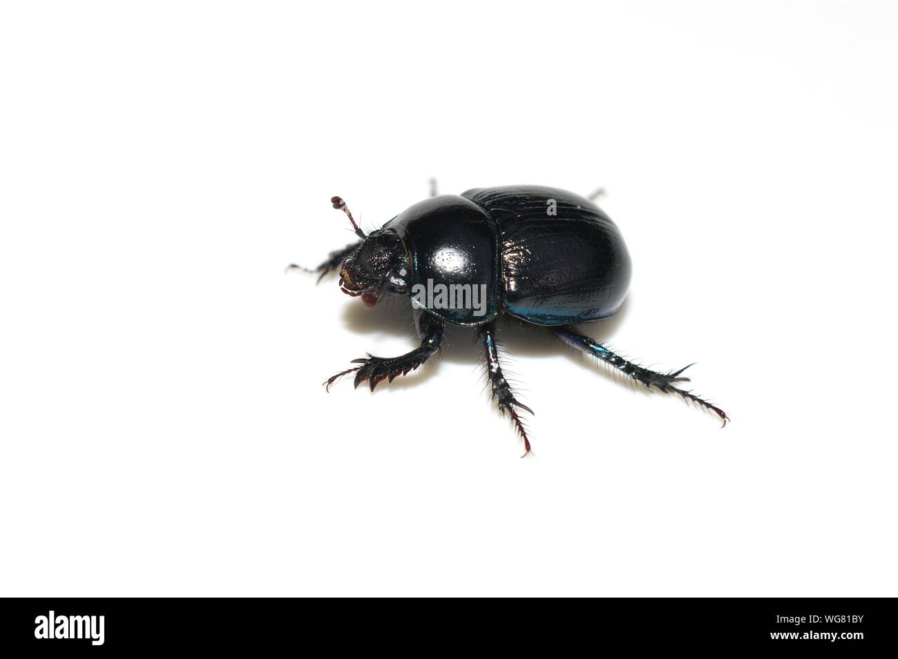 The dung beetle Anoplotrupes stercorosus isolated on white background Stock Photo