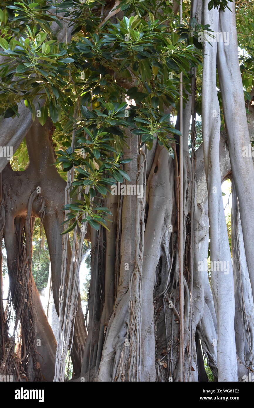 The big trunk aerial roots of a strangler fig Ficus macrophylla Stock Photo