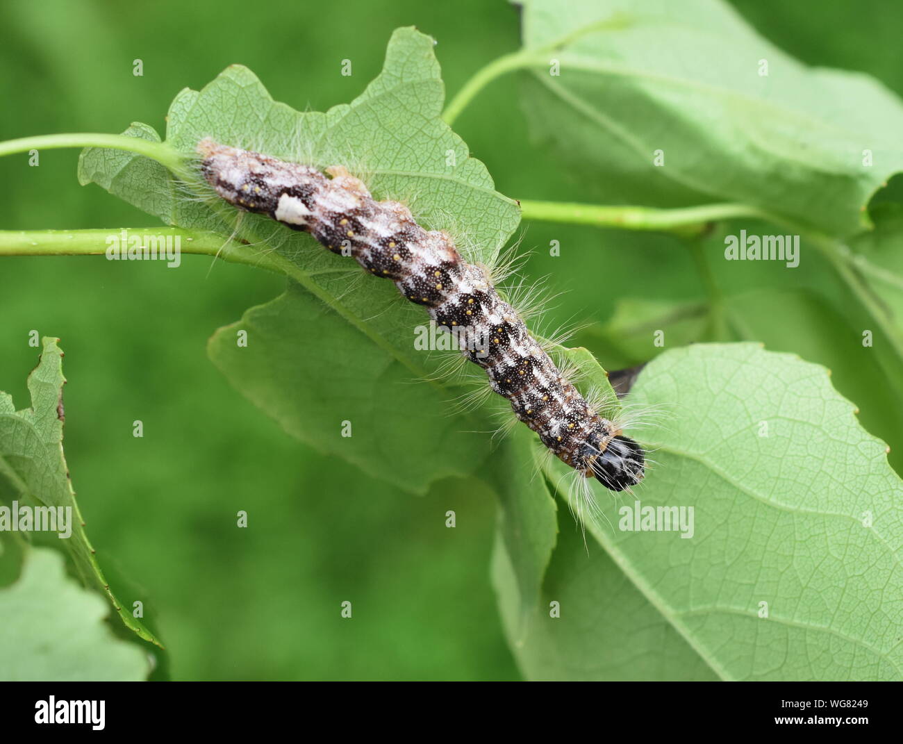Gray hairy caterpillar hi-res stock photography and images - Alamy