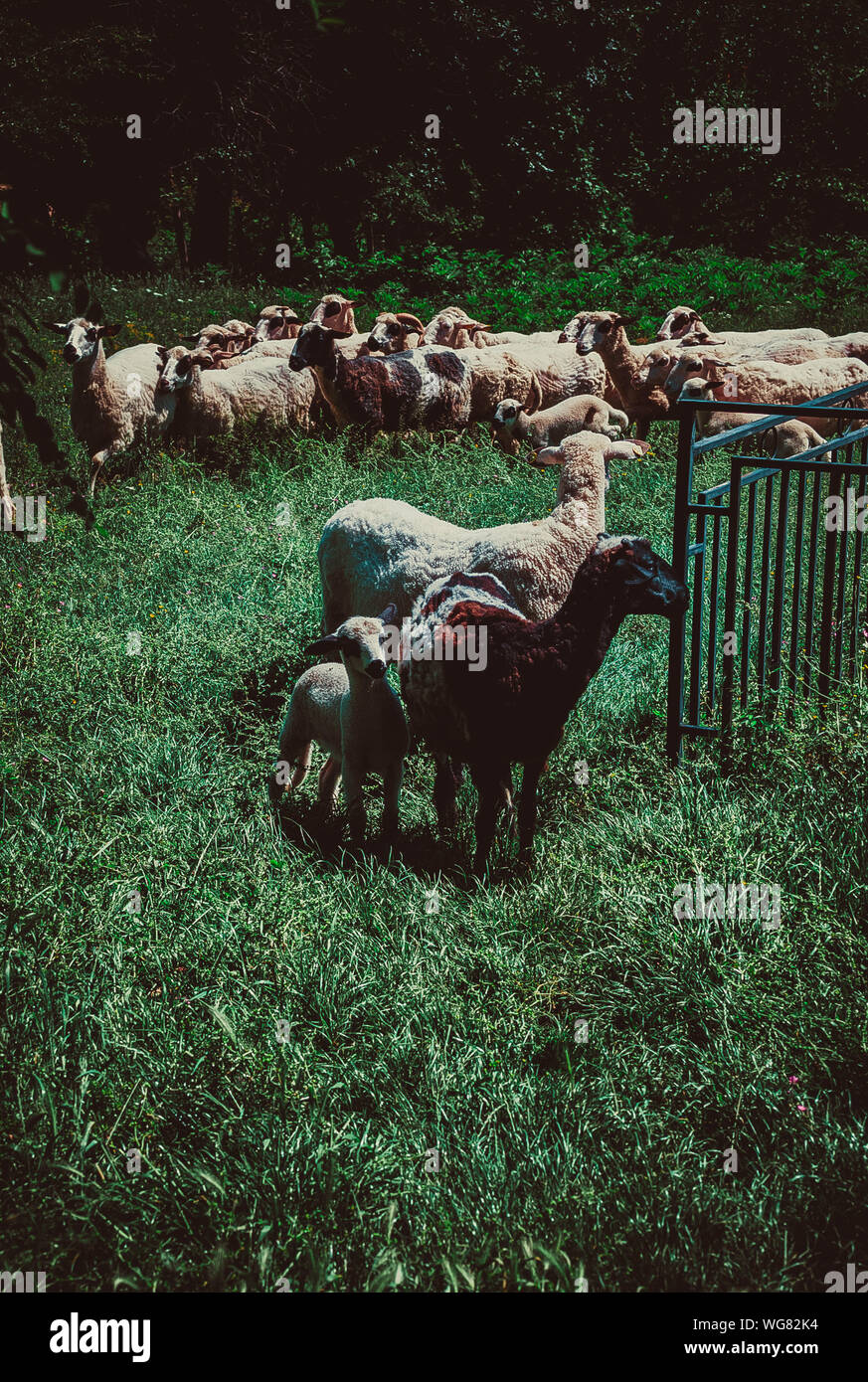 Flock Of Sheep On Field Stock Photo