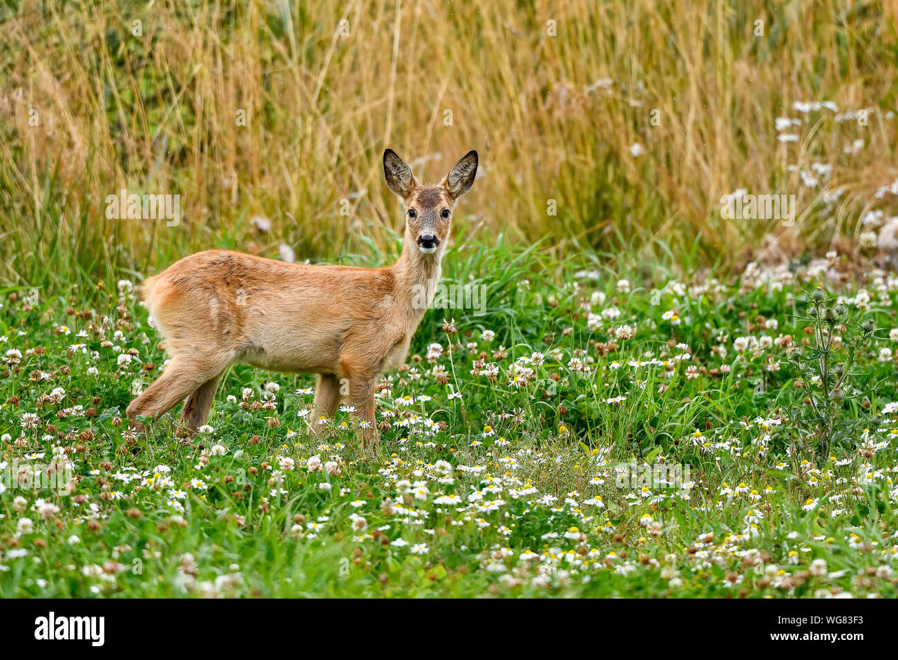 White-tailed deer fawn looking just as surprised as the adults do. Stock Photo