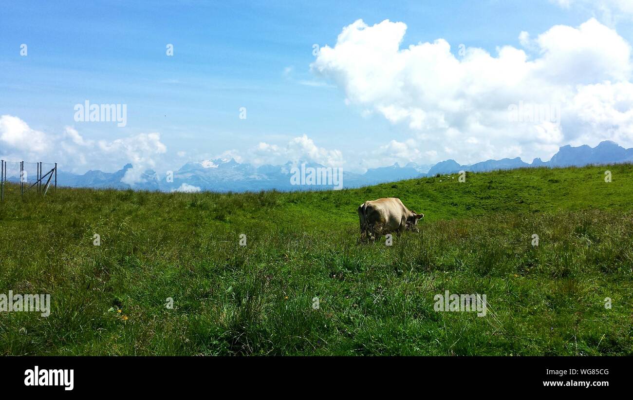 Cow Grazing On Grass Field Against Cloudy Sky Stock Photo