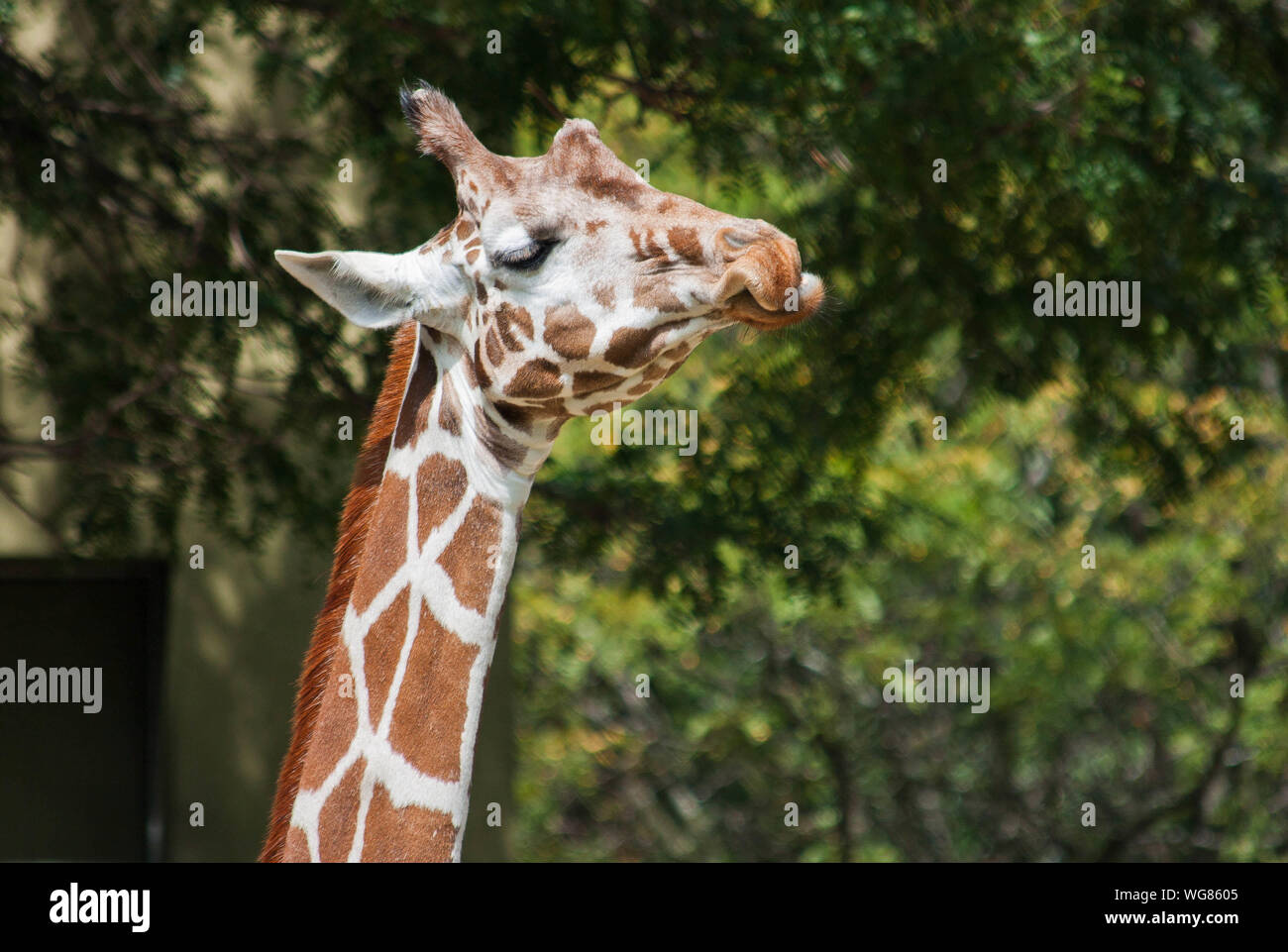 Trees in zoo hi-res stock photography and images - Alamy