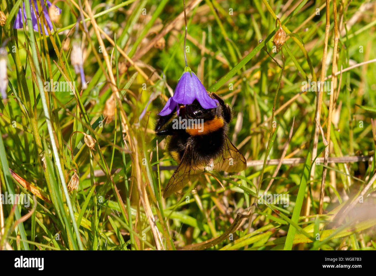 Northampton, UK. 1st September 2019. Weather. A Bumble Bee. Bomus Hortorum  collecting nector on a Harebell Campanula rotundifolia (Campanulaceae) in the bright morning sunshine at Bradlaugh Fields, scrub land where there is many wild flowers and insects , also places for people to walk their dogs. Credit: Keith J Smith./Alamy Live News Stock Photo
