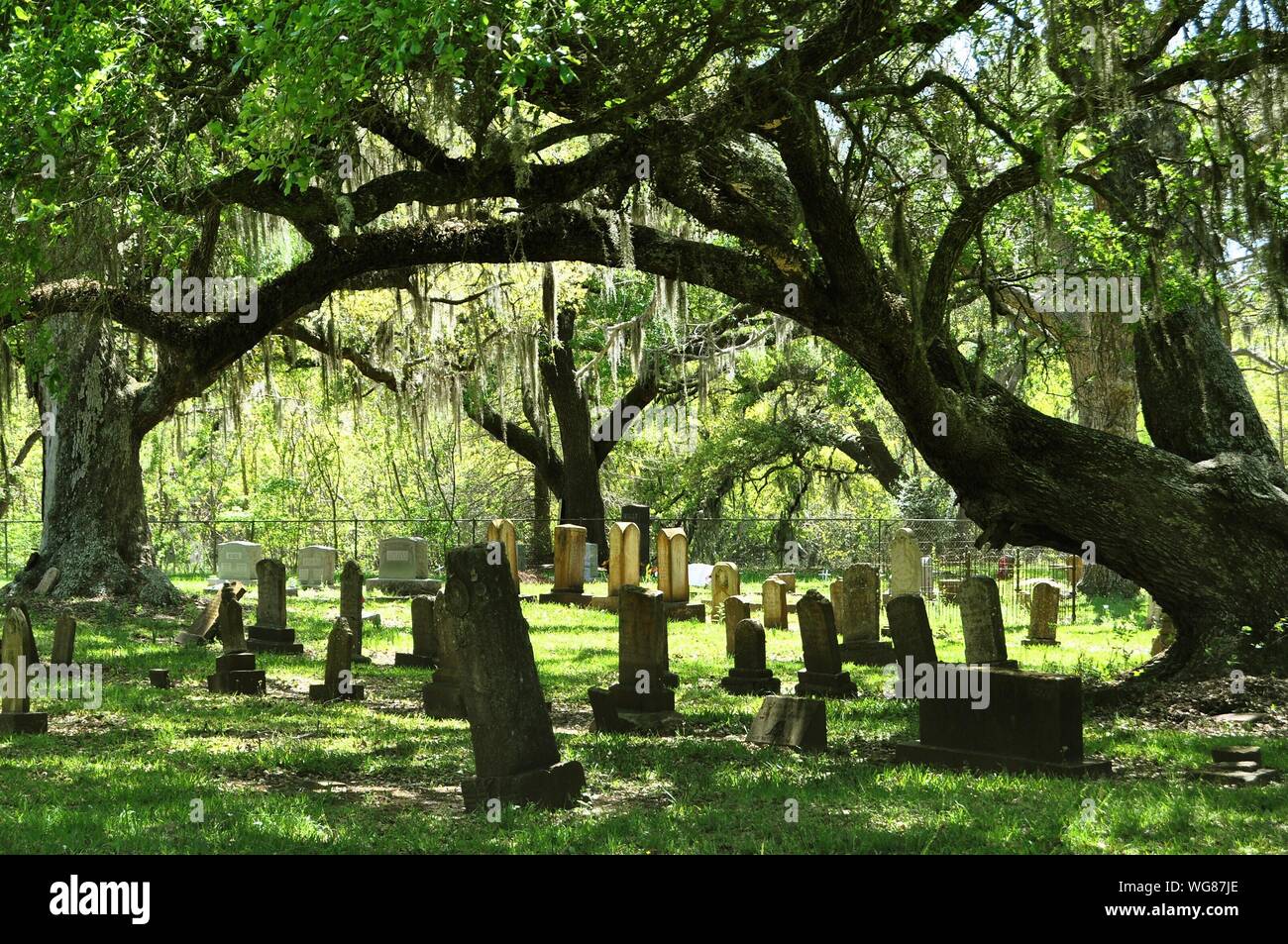Graveyard tree hires stock photography and images Alamy