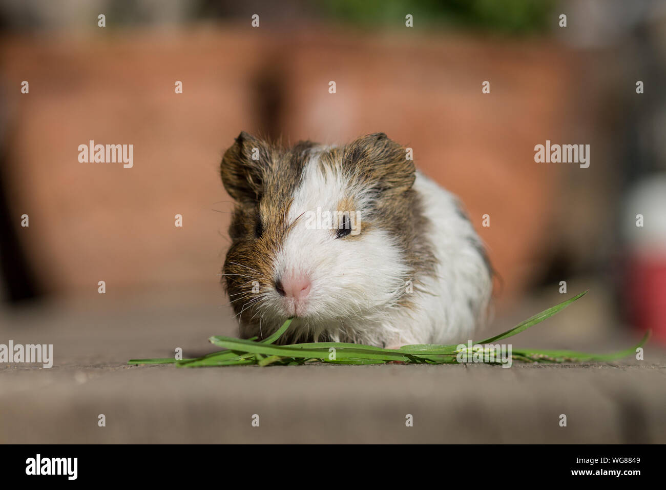 Adorable cute small guinea pig baby eating grass outside Stock Photo