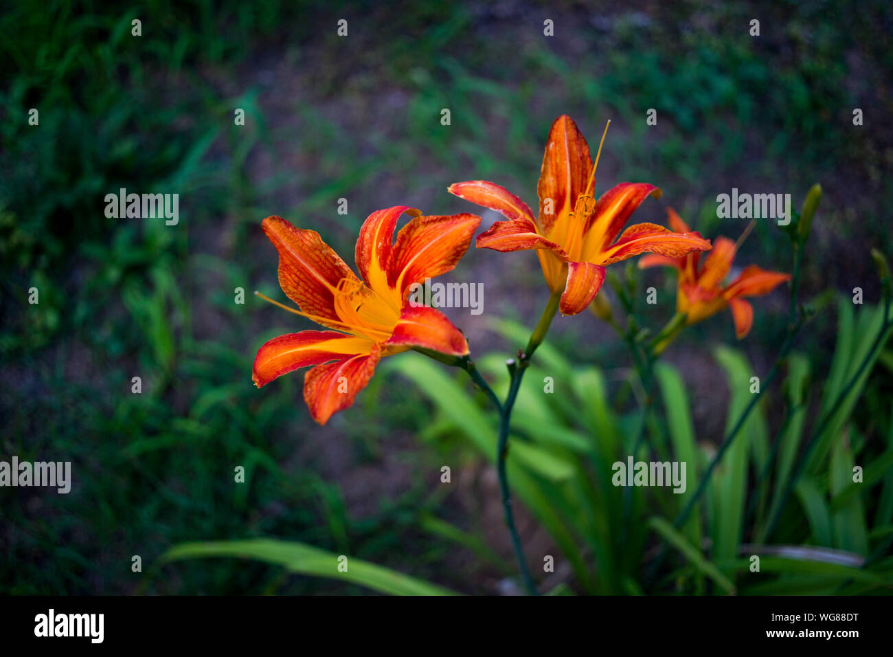 Lilies Of The Field High Resolution Stock Photography and Images - Alamy