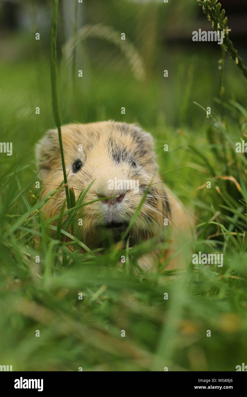 Adorable yellow ginger guinea pig mix breed at a grass, outside Stock