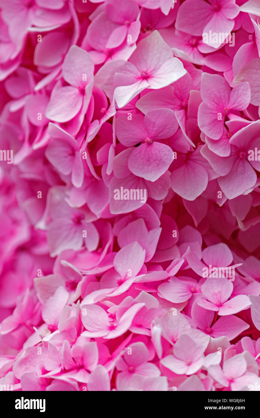All You Need Bundle - Pink Fleurie main image 0
