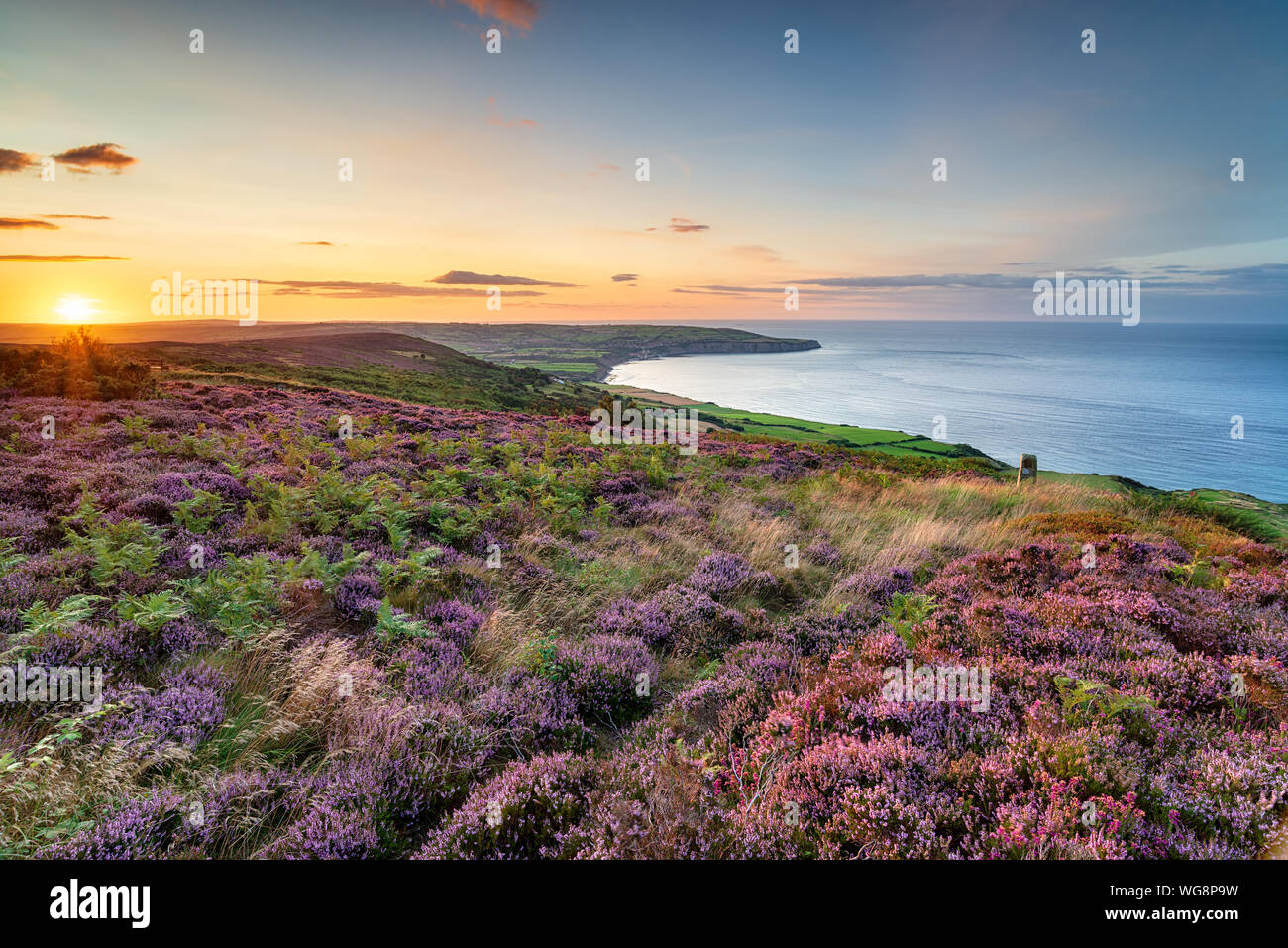 Summer heather in bloom on the North York Moors national park at Ravenscar and looking out to Robin Hood's Bay Stock Photo
