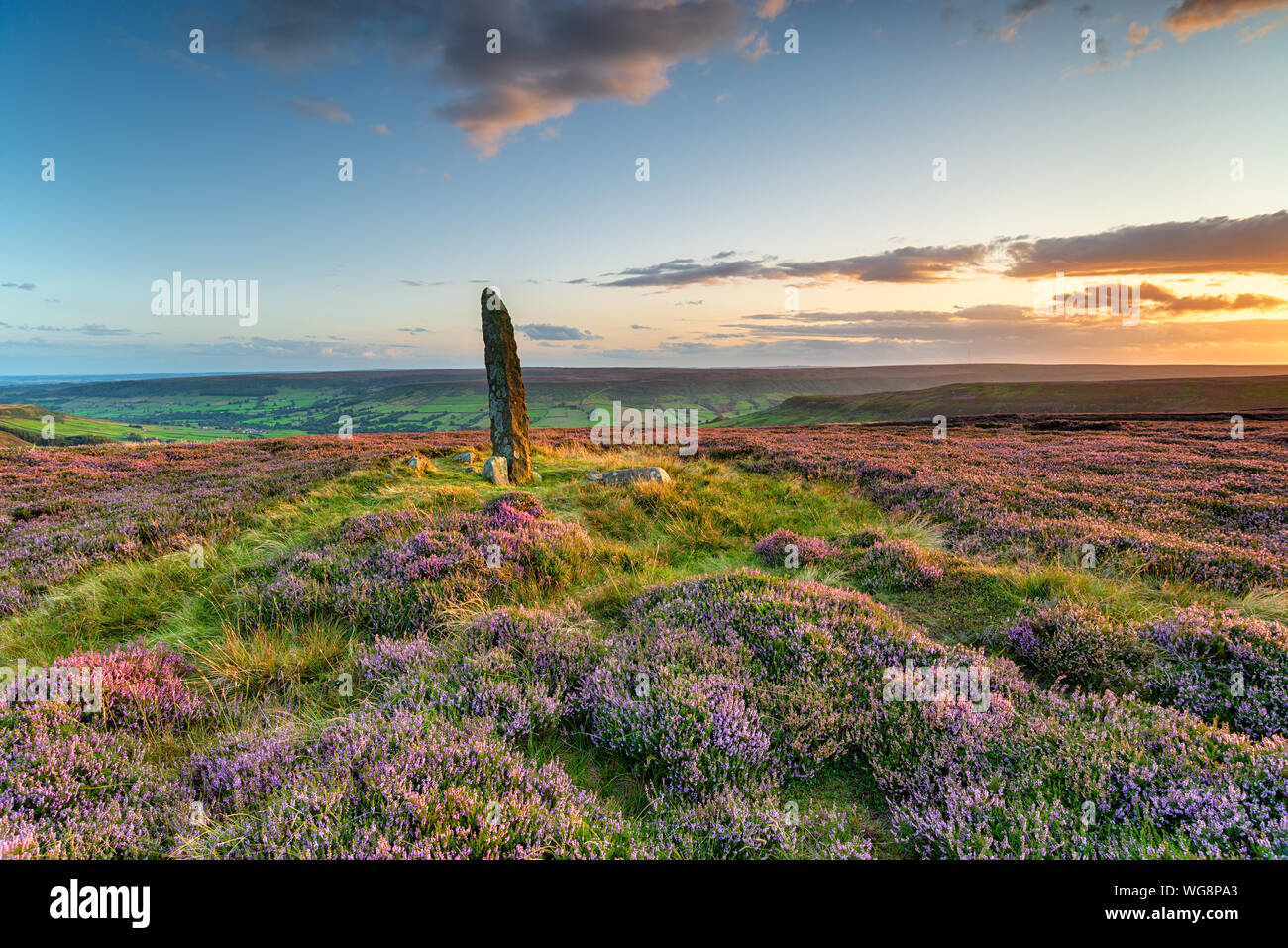 Sunset over purple heather in bloom at Little Blakey Howe, a bronze age round barrow topped with an ancient standing stone on Blakey Ridge in the hear Stock Photo
