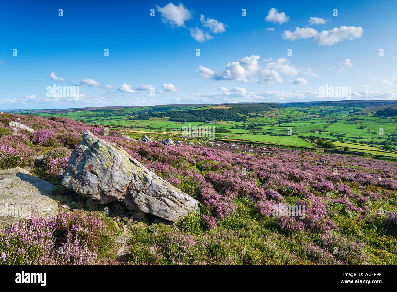 Summer heather at Danby on the North York Moors National Park in Yorkshire Stock Photo