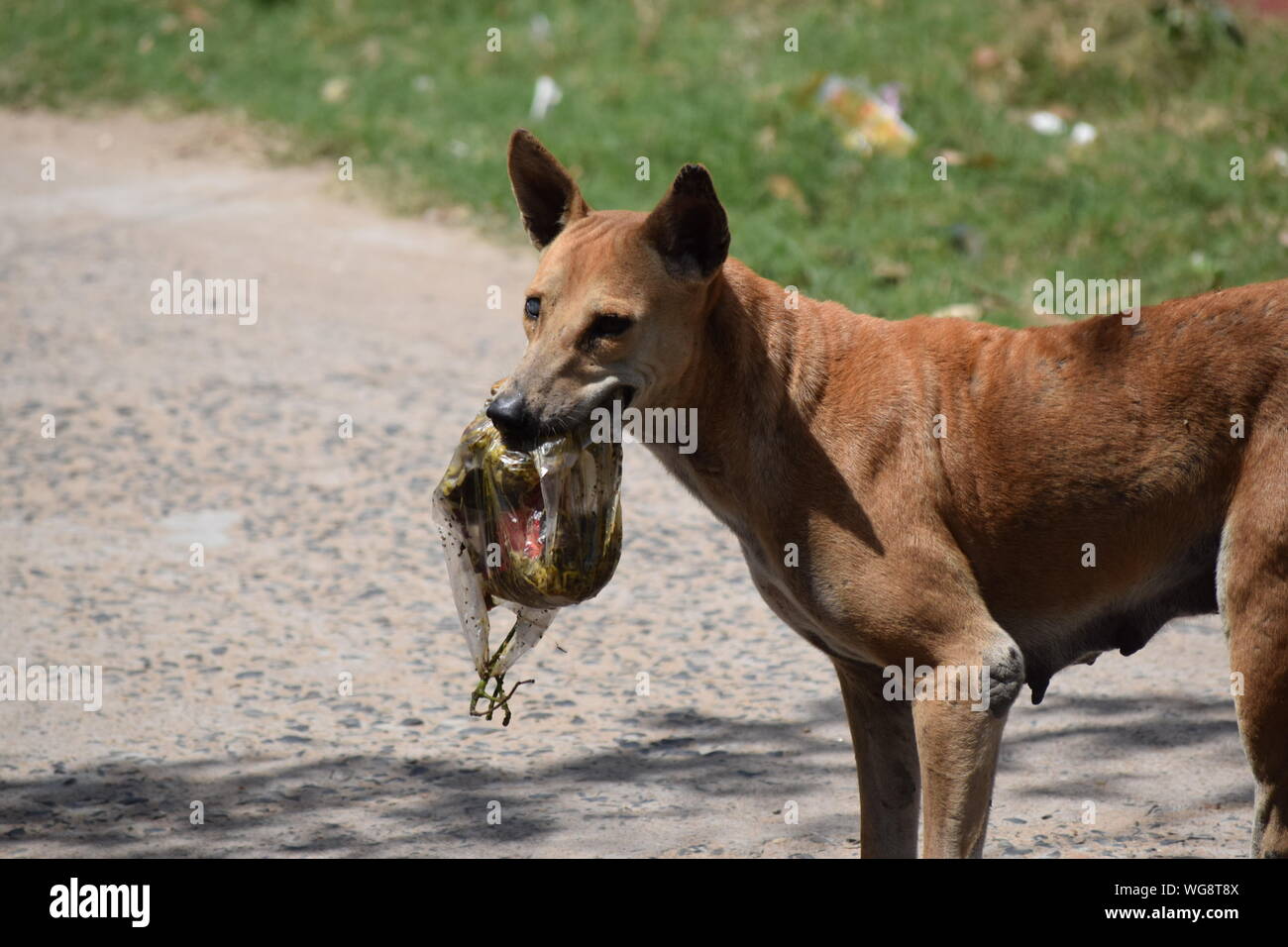 What Happens If A Dog Eats A Plastic Bag