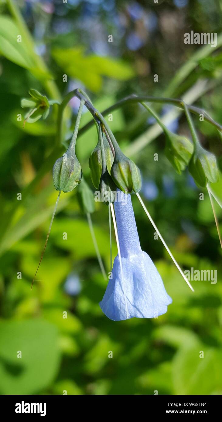 Close-up Of Bluebell Flower Blooming Stock Photo