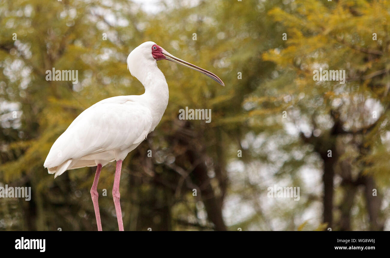 White Bird Perching Against Trees Stock Photo