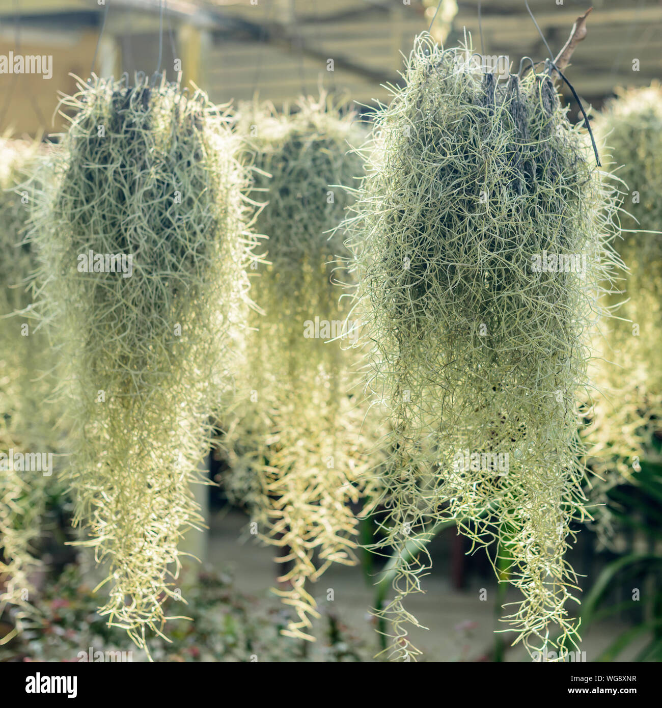 Hanging plants outdoors hi-res stock photography and images - Alamy