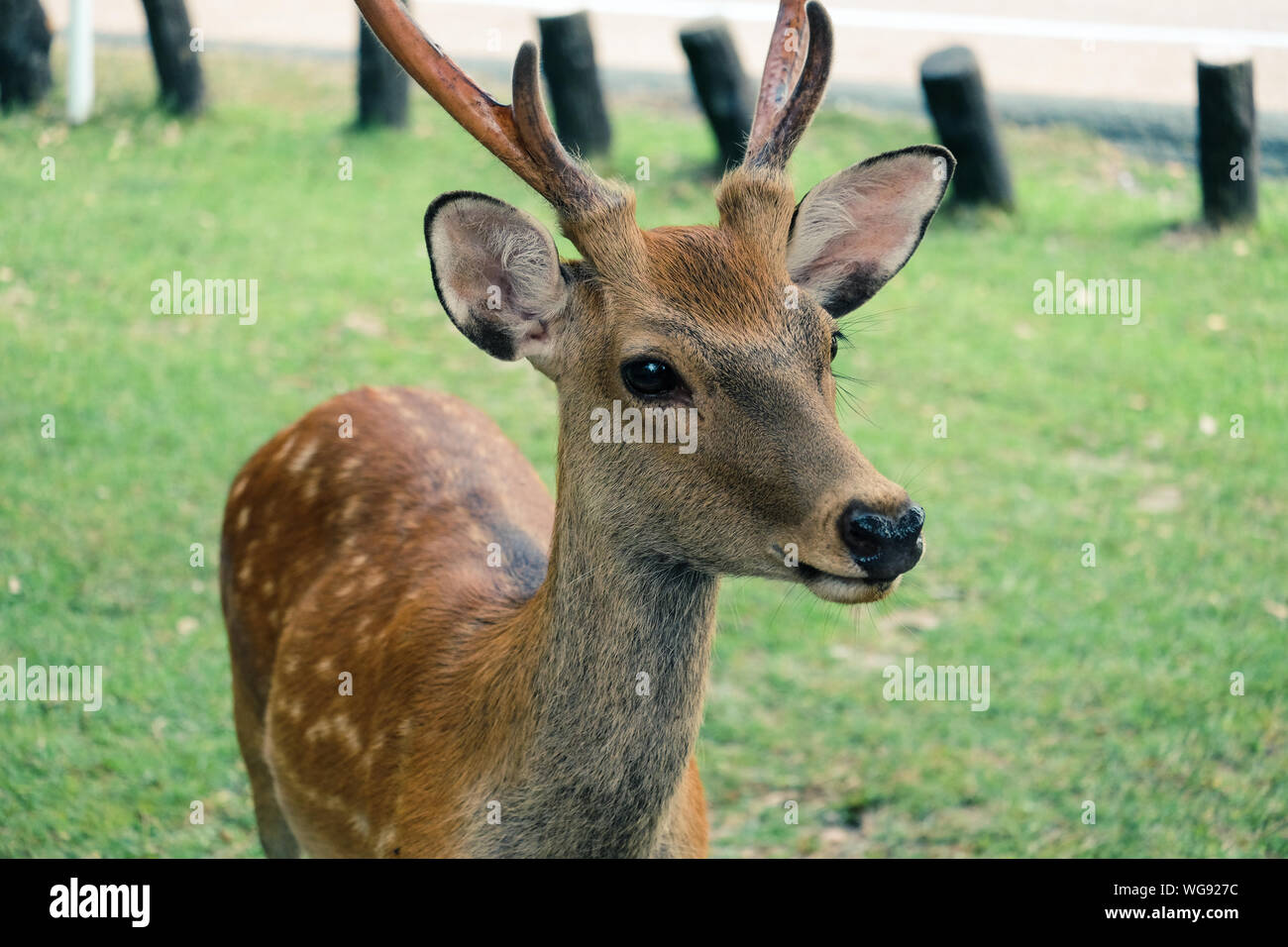 Nara Park Deer Stock Photo