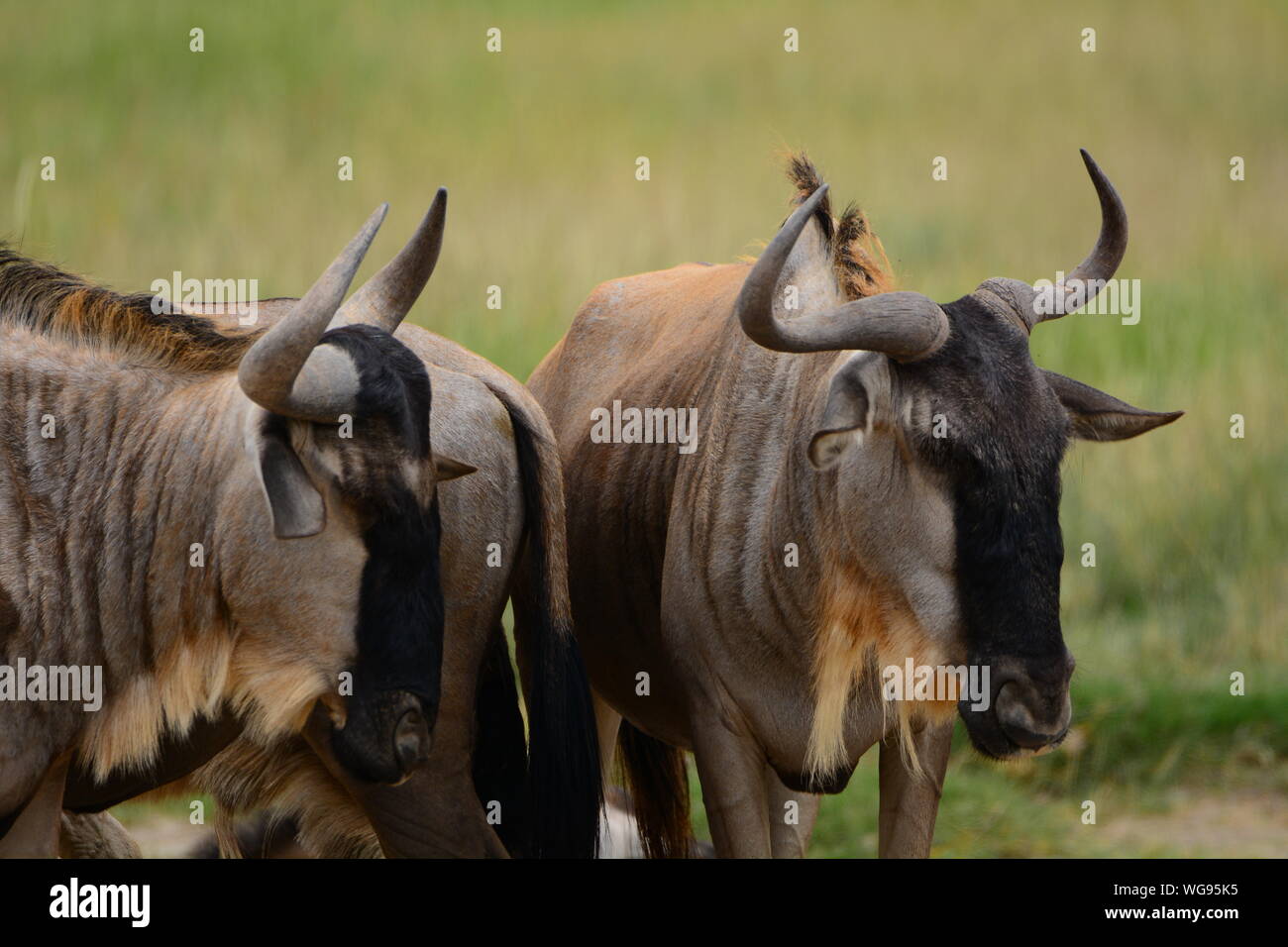 Wild animals up close hi-res stock photography and images - Alamy