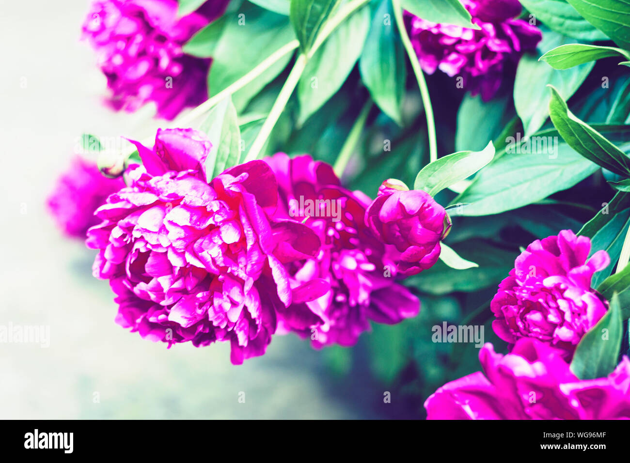 bush with flowers of pink peonies in the garden Stock Photo - Alamy