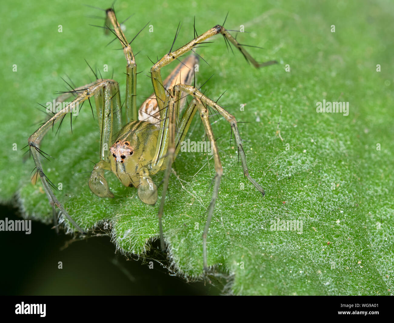 Macro Photography of Green Jumping Spider on Green Leaf Stock Photo - Alamy
