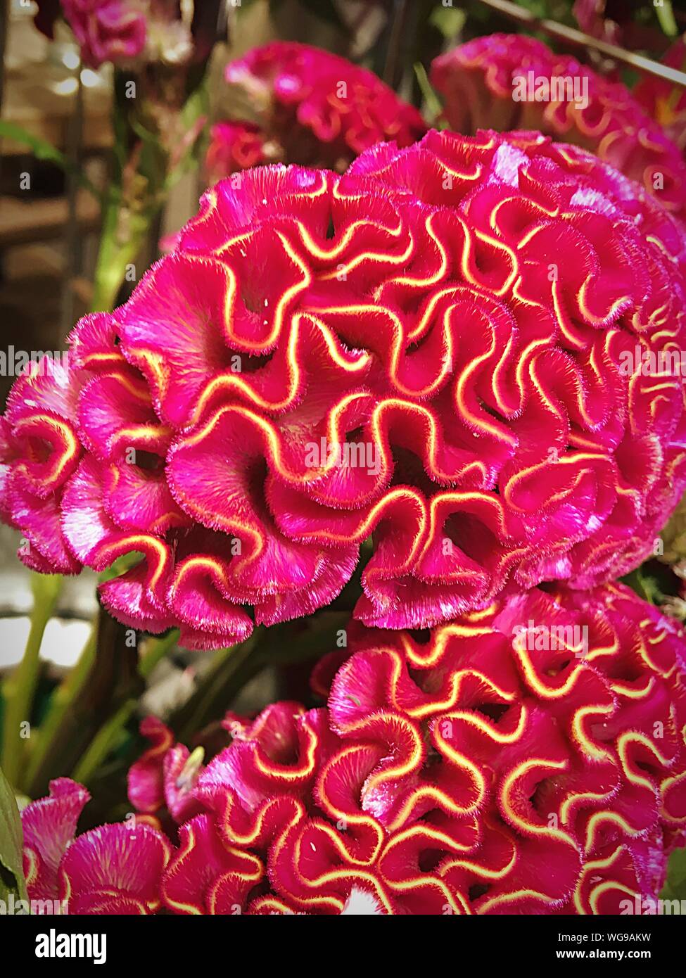 The cockscomb hi-res stock photography and images - Alamy