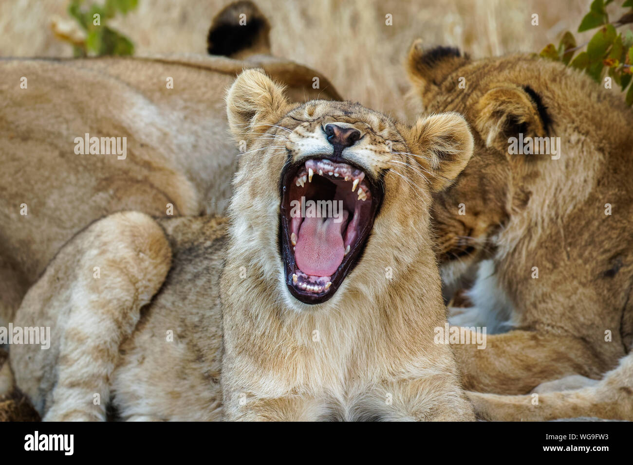 A young lion ( Panthera Leo) yawning, Ongava Private Game Reserve ( neighbour of Etosha), Namibia. Stock Photo