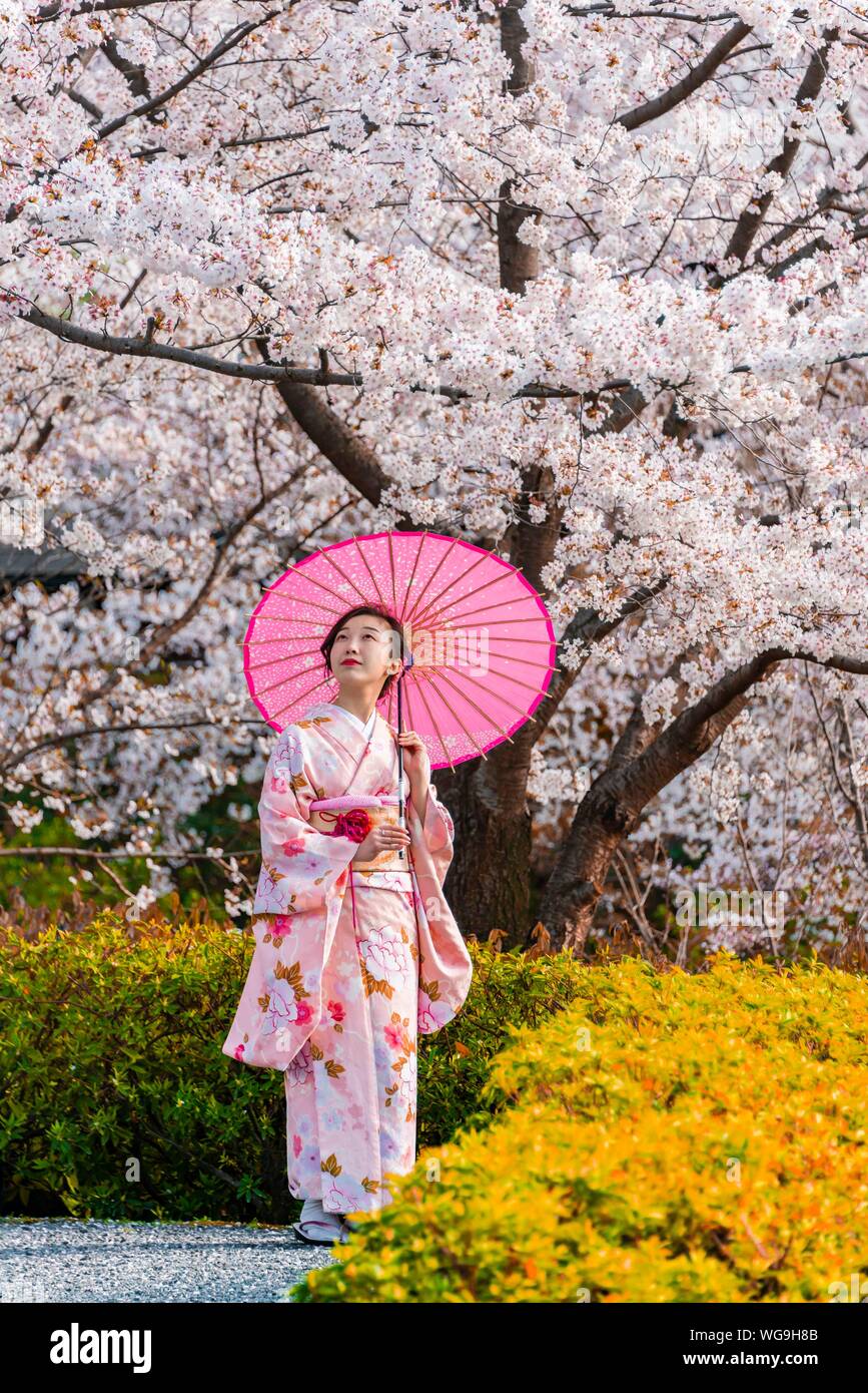 Japanese woman in traditional kimono with parasol under cherry blossoms in Kyoto showcasing seasonal spring beauty
