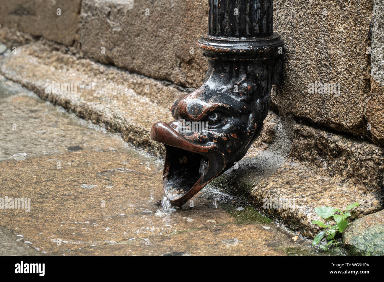 Old cast iron rain gutter with animal head on rainy day. Antique drain of water from the roof. Iron pipe for water Stock Photo