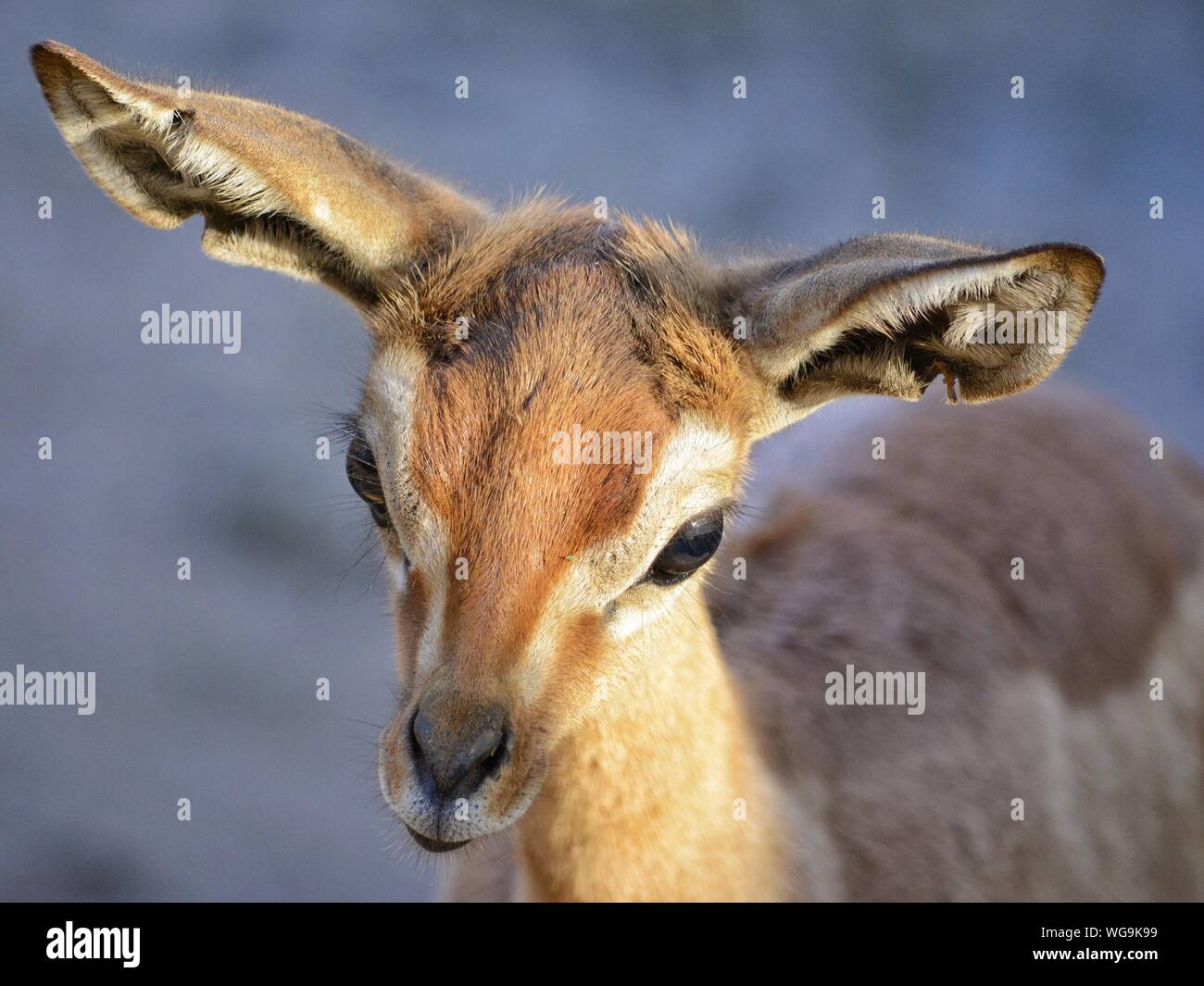 Gazelle close hi-res stock photography and images - Alamy