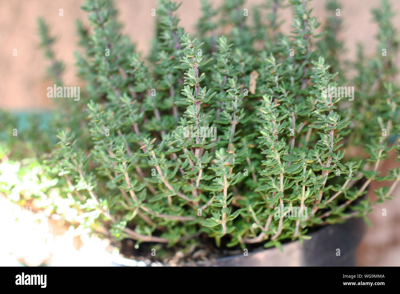 Close up Of Thyme Plant Stock Photo   Alamy