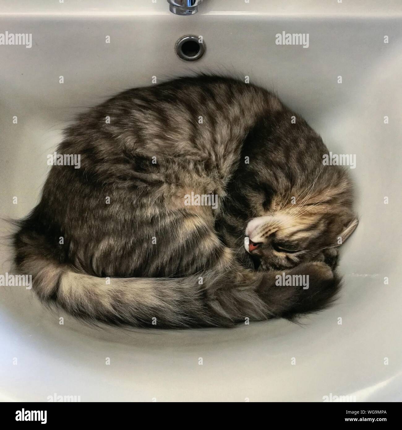 Cat sink hires stock photography and images Alamy