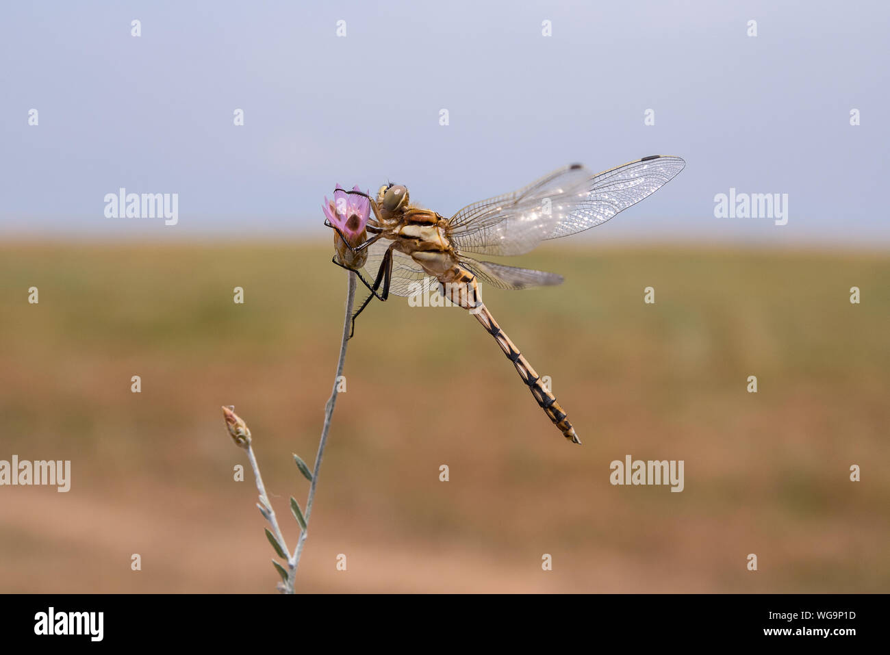 Dragonflies. Natural mosquito control Stock Photo