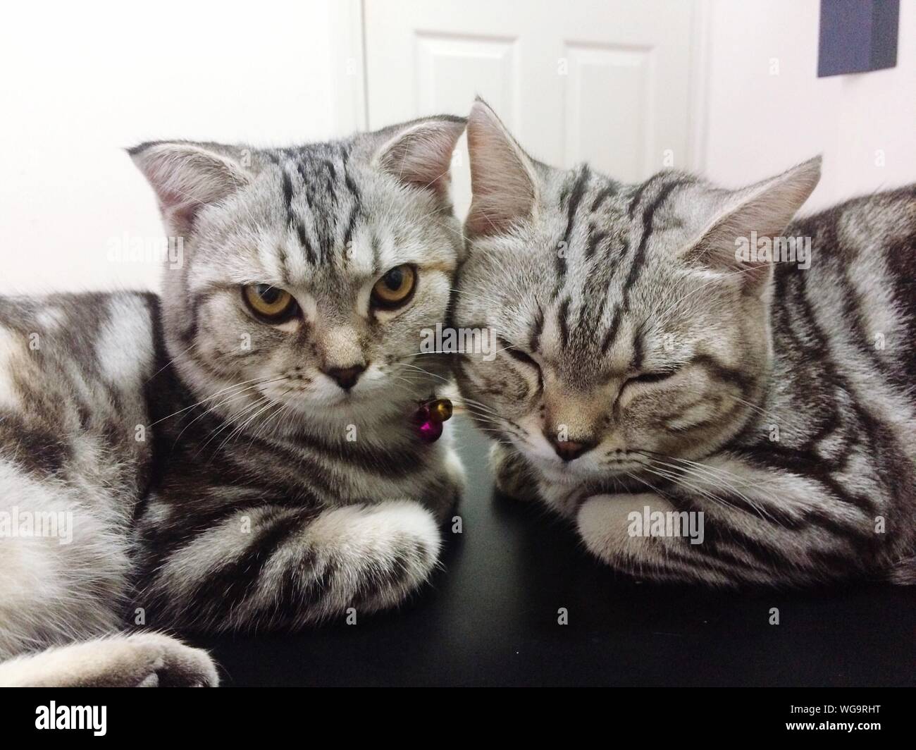 Close-up Of Cute Cats Sitting At Home Stock Photo