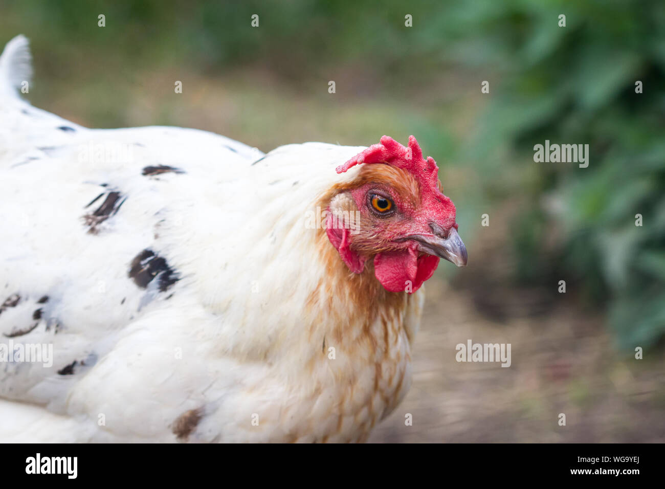 White chicken black spots hi-res stock photography and images - Alamy