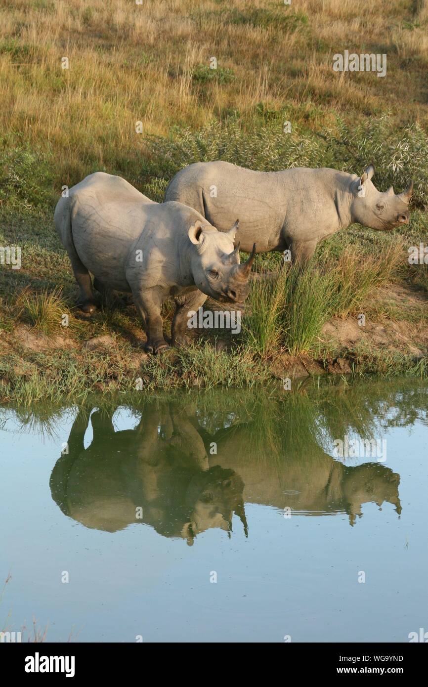 Rhinoceroses Standing With Reflection In Pond Stock Photo