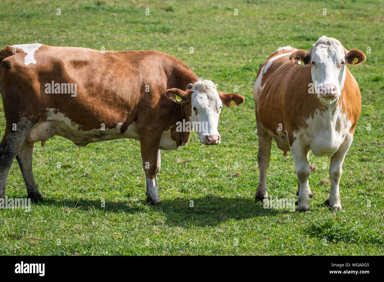 Two free range dairy cows on a meadow Stock Photo