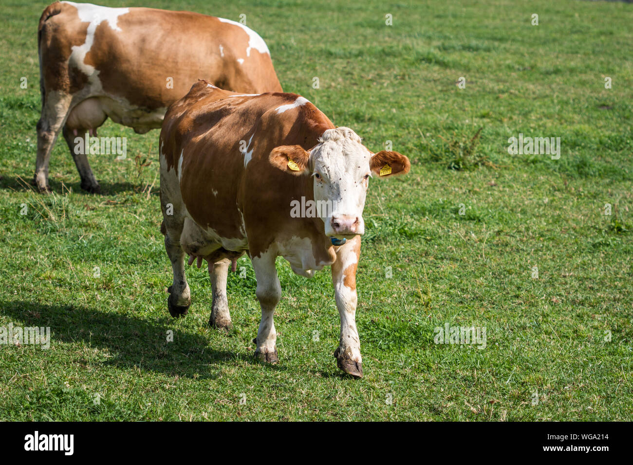 Two free range dairy cows on a meadow Stock Photo