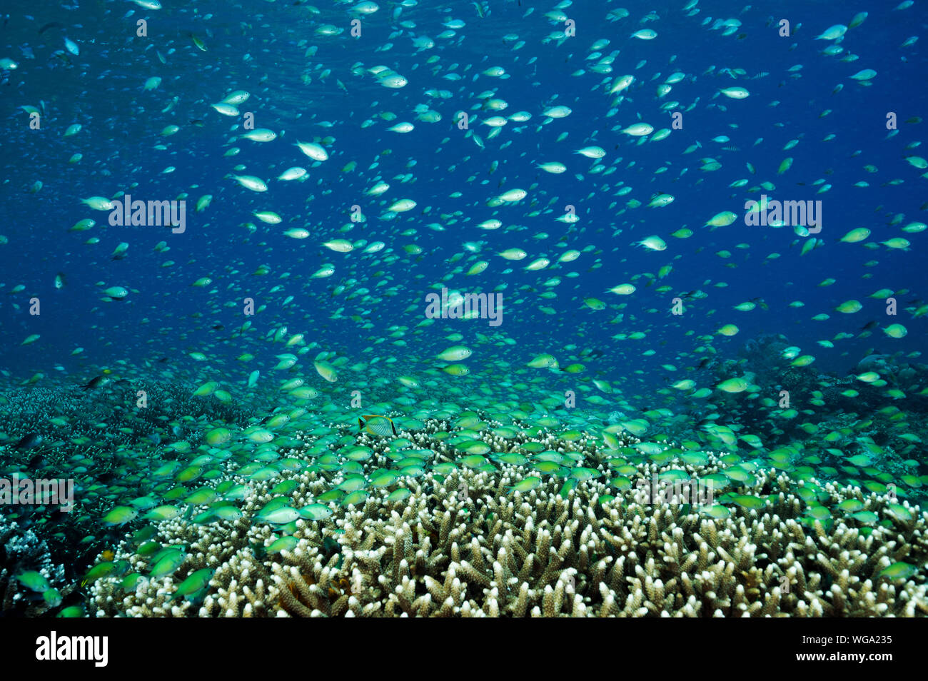 Massive shoal of blue damsels, Chromis viridis, feed in strong current howering over Acropora hard corals, Raja Ampat Indonesia. Stock Photo