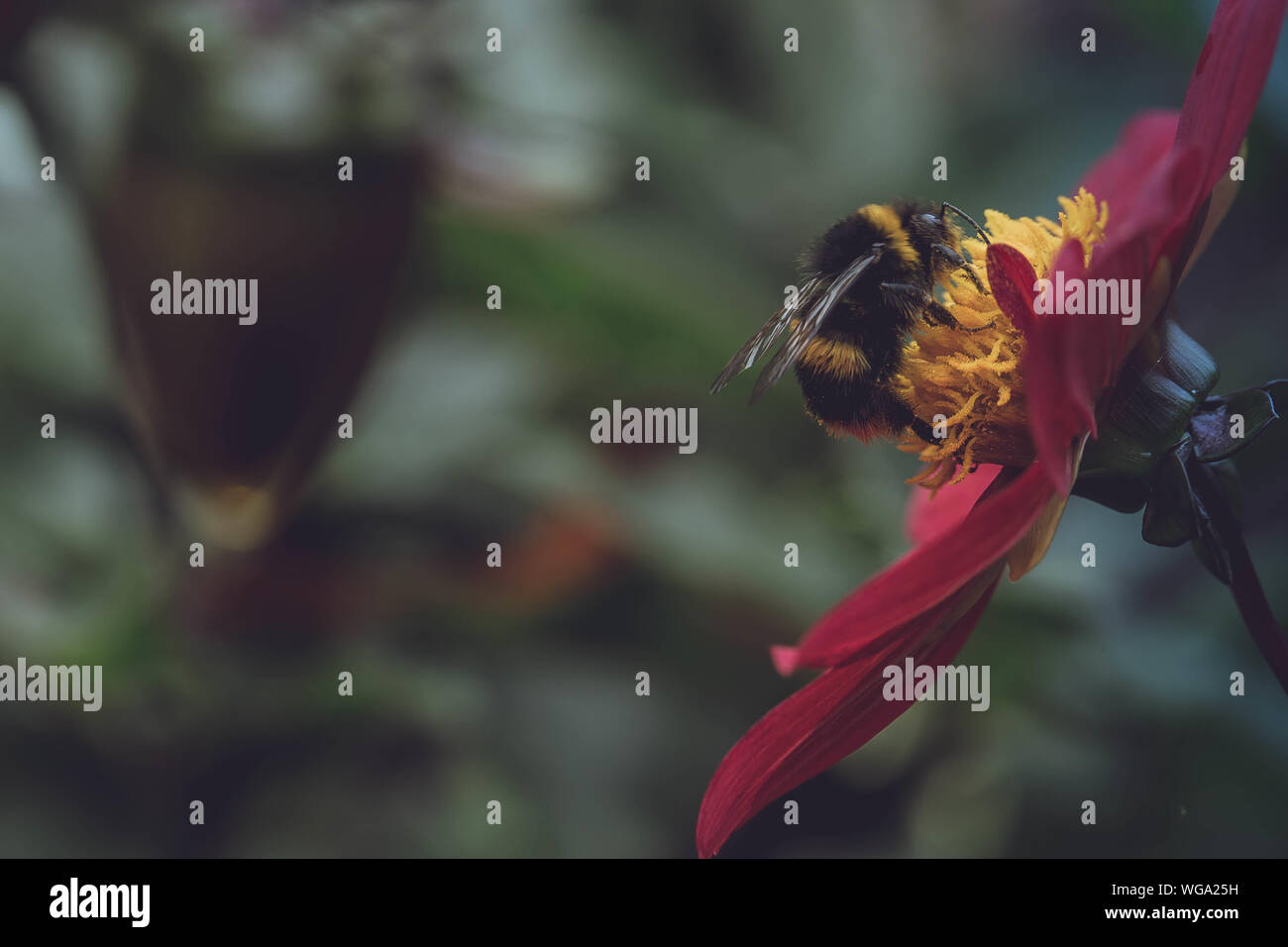 Close-up Of Bumble Bee On Flower Stock Photo
