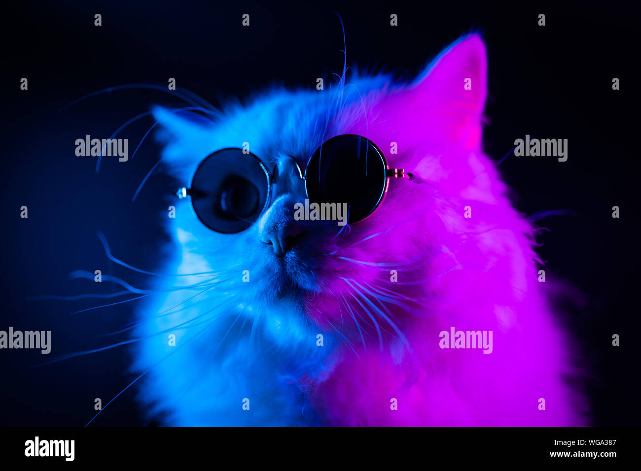 Neon cat hi-res stock photography and images - Alamy