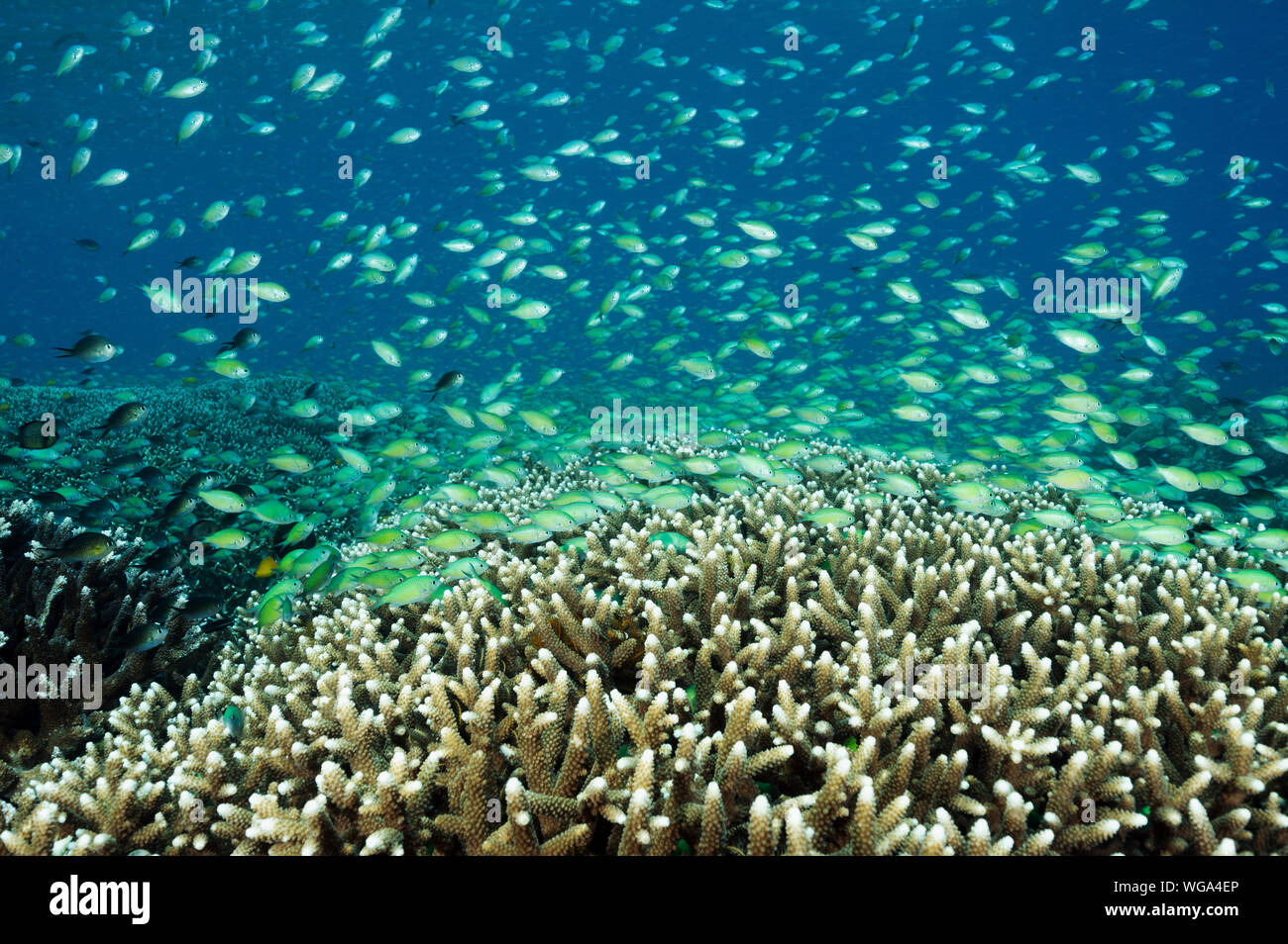 Massive shoal of blue damsels, Chromis viridis, feed in strong current howering over Acropora hard corals, Raja Ampat Indonesia. Stock Photo