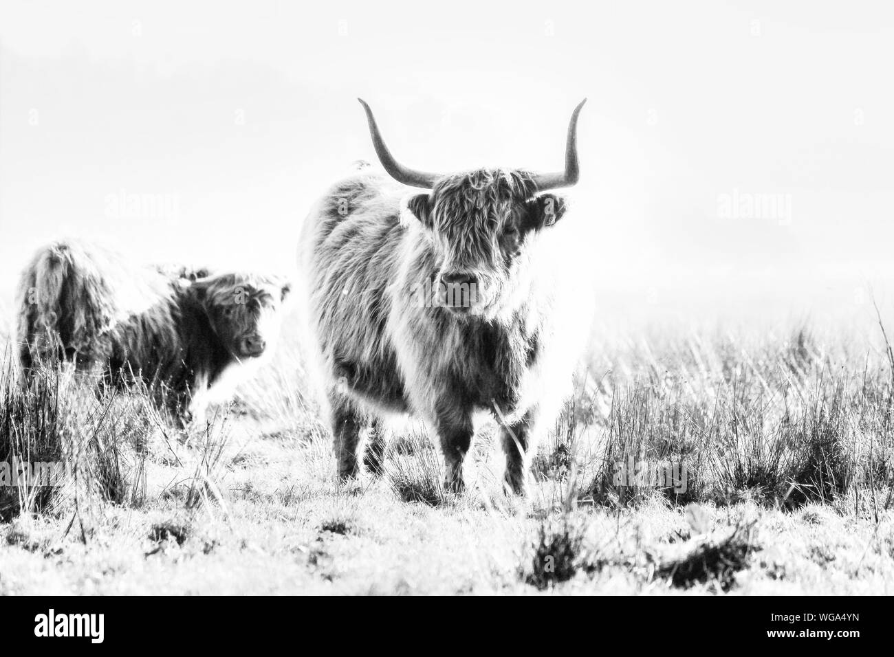 Highland Cow Black and White Stock Photos & Images Alamy — free download
