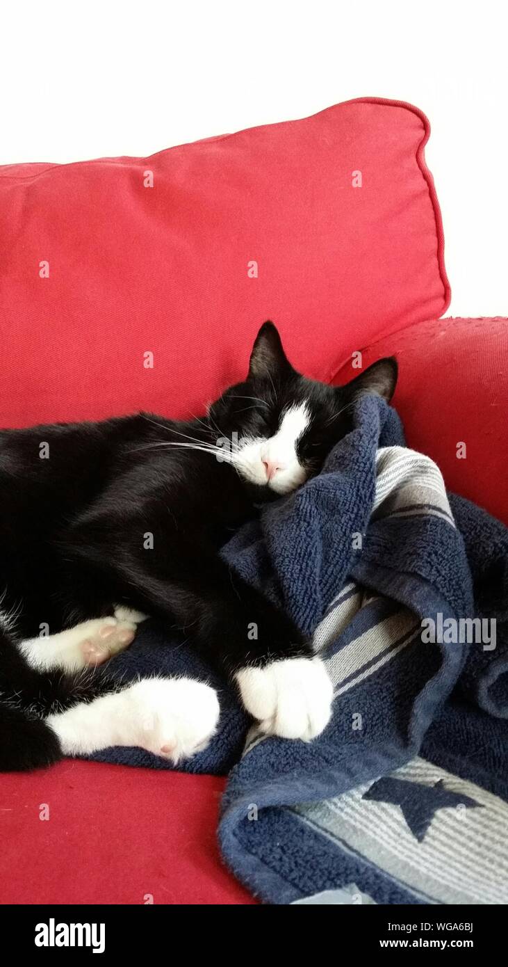 View Of Cat Sleeping On Couch Stock Photo Alamy