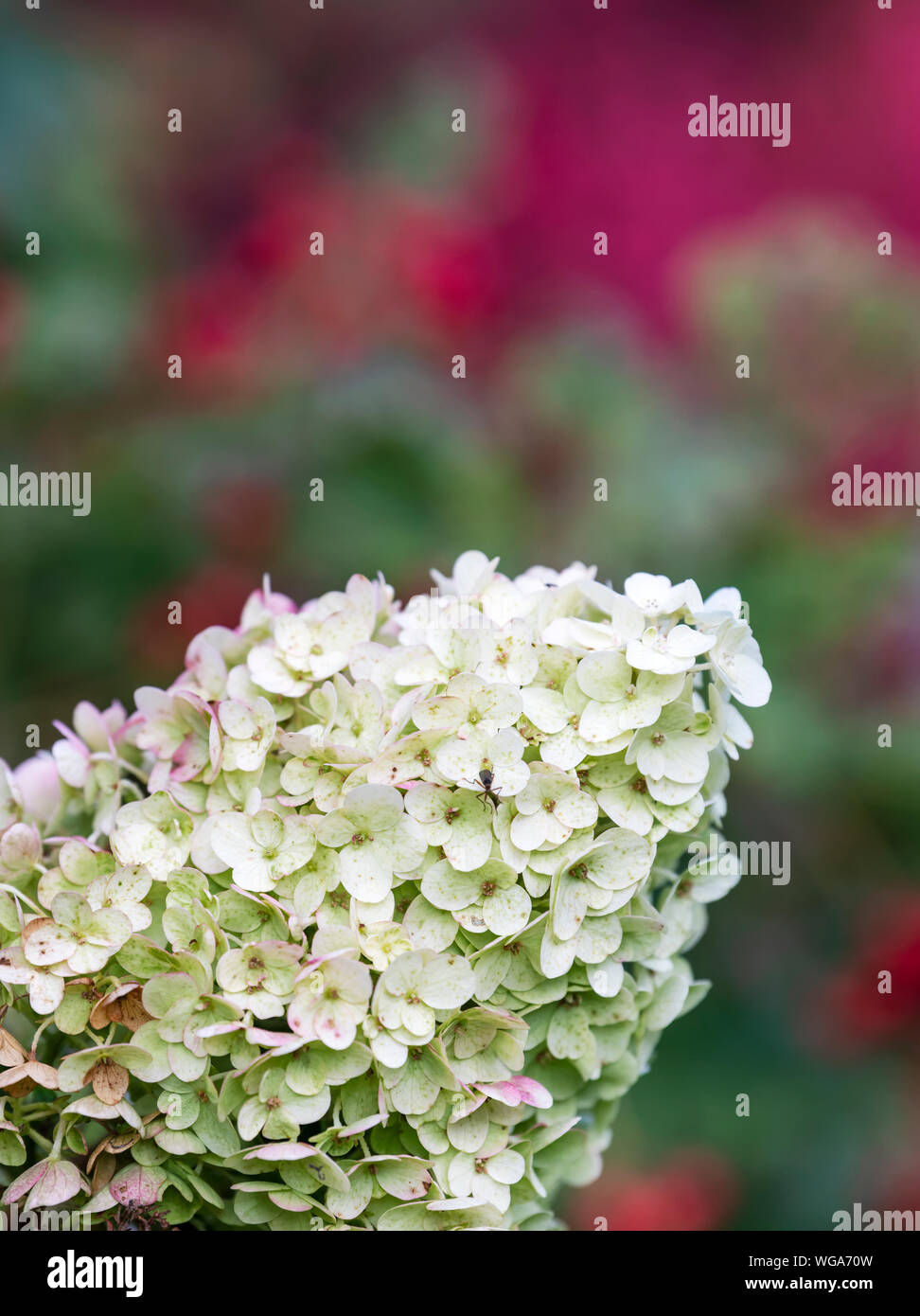 Limelight Hydrangeas In Bloom